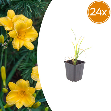 Hemerocallis Stella de Oro – 24 Pflanzen – Ø9cm – Höhe 10-25cm – Goldgelbe Taglilie – Dauerblühende Staude