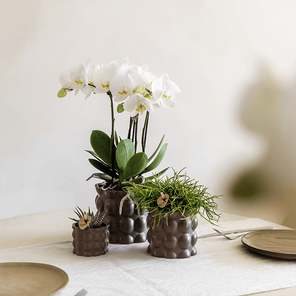 Pflanzenset Cotton Braun – Weiße Phalaenopsis Orchidee Ghent & 2 Sukkulenten – Keramische Übertöpfe Ø6, Ø9 & Ø12cm – Elegantes Pflanzenset für Zuhause