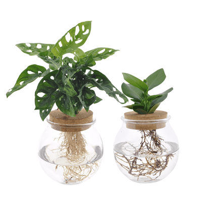 Hydroponie – Set – Monstera Adansonii & Clusia im Glas – 2er – Set – Ø12cm – ↕30cm – Zimmerpflanzen im Wasserglas – Pflegeleicht & dekorativ