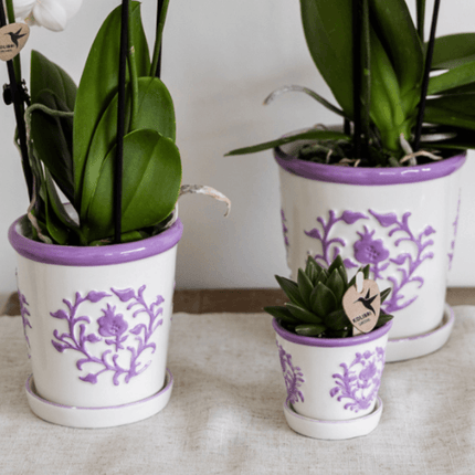 Orchidee Vienna Lila im Malaga Ziertopf Lila – Ø9cm – Zimmerpflanze mit 2-3 kräftigen Zweigen – Blühende Indoor – Orchidee