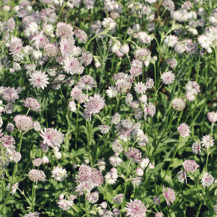 Astrantia major Sterndolde 12 Pflanzen – 10-25cm – Ø9cm – Winterharte Staude für Garten & Beet – Bienenfreundliche Blühpflanze