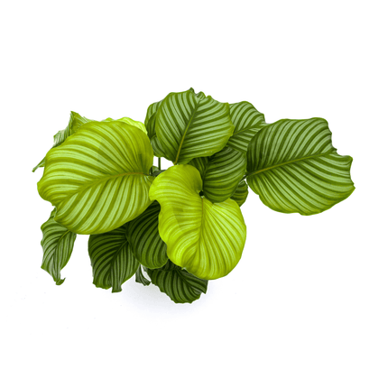 Korbmarante Calathea Orbifolia – Zimmerpflanze – Ø27cm – ↕70-90cm – große dekorative Blätter – pflegeleicht & tropisches Flair