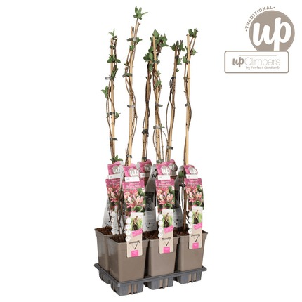 Waldgeißblatt – Lonicera periclymenum ‘Belgica’ – Ø15cm x ↕65cm – Stark duftende Kletterpflanze mit rot – weißen Blüten – Pflegeleicht & winterhart