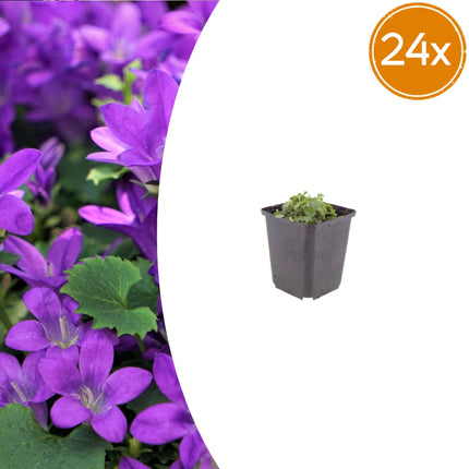 Campanula portenschlagiana – 24 Pflanzen Dalmatiner – Glockenblume – 10-25cm – Ø9cm – Winterharte Bodendecker Staude