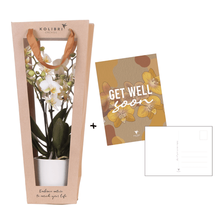 Pflanzengeschenk Gute Besserung – Weiße Phalaenopsis Orchidee Ø9cm im Dekotopf – Inklusive Geschenktasche & Grußkarte Get well soon