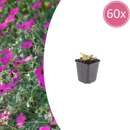 Geranium sanguineum Max Frei – 60 Pflanzen – Ø9cm – Höhe 10-25cm – Karminroter Storchschnabel – Winterharter Bodendecker
