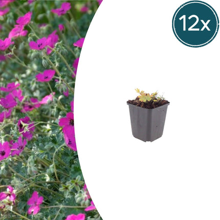 Geranium sanguineum Max Frei – 12 Pflanzen Ø9cm – Höhe10-25cm – Karminrote Blütenstaude für sonnige Beete & Steingarten – Winterhart pflegeleicht