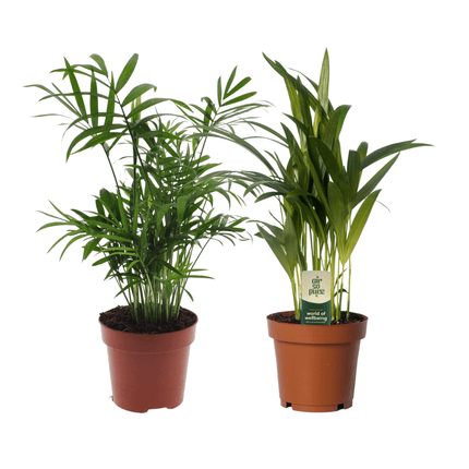 Dypsis lutescens & Chamaedorea elegans – Zimmerpflanzen Duo – 2 Pflanzen – Ø12cm – Höhe ca. 40cm – Tropisches Palmen – Set