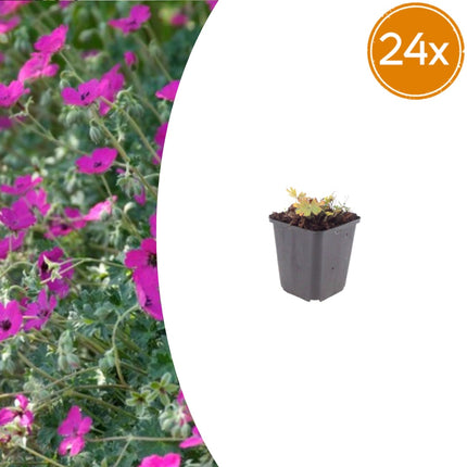 Geranium sanguineum Max Frei – 24 Pflanzen – Ø9cm – Höhe 10-25cm – Karminroter Storchschnabel – Winterharter Bodendecker – Für Beet & Steingarten