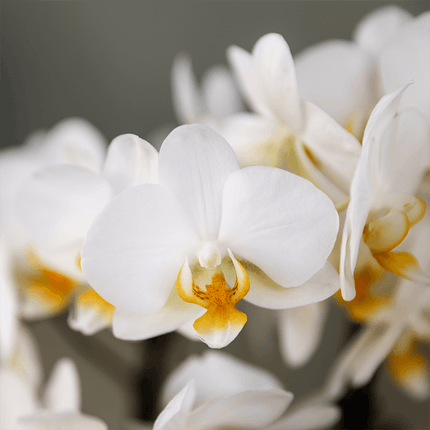 Pflanzengeschenk Gute Besserung – Weiße Phalaenopsis Orchidee Ø9cm im Dekotopf – Inklusive Geschenktasche & Grußkarte Get well soon