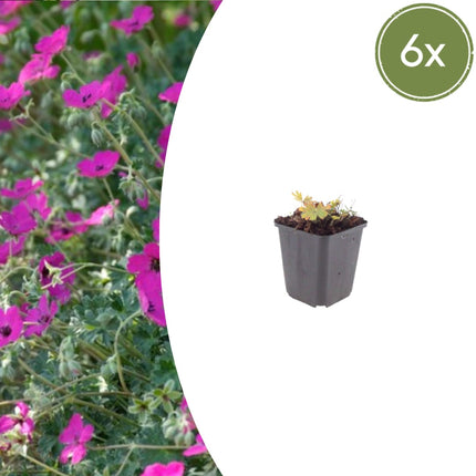 Geranium sanguineum Max Frei – 6 Pflanzen Ø9cm – Höhe 10-25cm – Karminrote Blütenstaude für sonnige Beete & Steingarten – Winterhart pflegeleicht