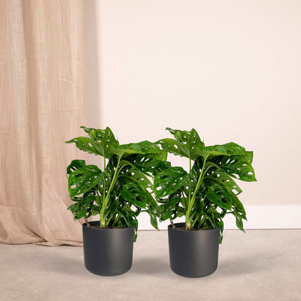 Fensterblatt – Monstera Monkey Leaf – Zimmerpflanze – Ø12cm – ↕30cm – Lochblatt – Pflegeleicht – Tropisches Flair