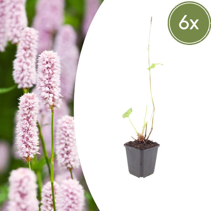 Persicaria bistorta – 6 Pflanzen Ø9cm – Höhe 10-25cm – Rosa blühende Staude – Winterhart & Bienenfreundlich