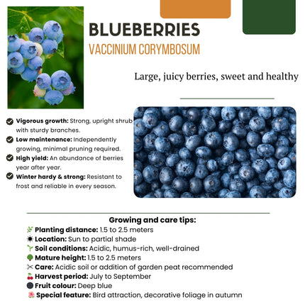 Vaccinium corymbosum – Bio – Heidelbeere – Ø13cm – ↕20cm – 6 Pflanzen – Biologische Heidelbeerpflanzen – Für Balkon, Terrasse & Garten