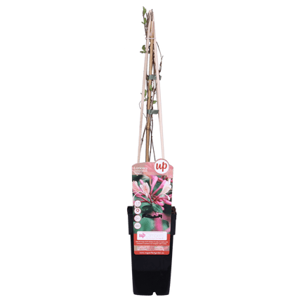 Waldgeißblatt – Lonicera periclymenum ‘Belgica’ – Ø15cm x ↕65cm – Stark duftende Kletterpflanze mit rot – weißen Blüten – Pflegeleicht & winterhart