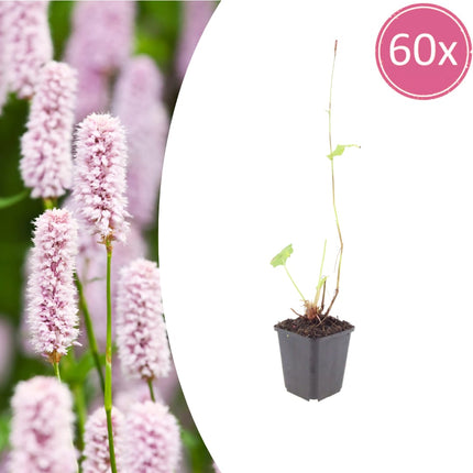 Persicaria bistorta Schlangenknöterich – 60 Pflanzen Ø9cm – Höhe 10-25cm – Blühende Staude für feuchte Beete Teichrand Naturgarten