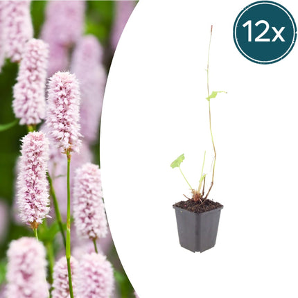 Persicaria bistorta – 12 Pflanzen Ø9cm – Höhe 10-25cm – Rosa blühende Staude – Winterhart & Bienenfreundlich – Für Feuchtbeet Teichrand & Naturgarten