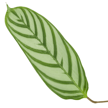 Korbmarante Calathea Compactstar – Zimmerpflanze 90cm hoch – Ø21cm – Tropische Blattschmuckpflanze mit dekorativem Muster