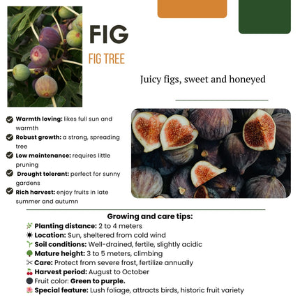 Bio Feigenbaum – Ficus carica – Ø13cm x H20cm – 3 Pflanzen – Selbst Früchte ziehen – Mediterranes Gartenhighlight – Frostbeständig & Pflegeleicht