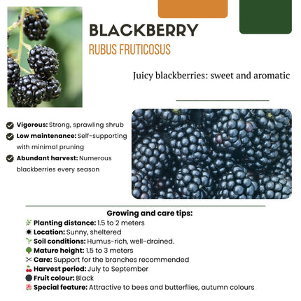 Bio Brombeere Rubus fruticosus – Biologische Brombeersträucher – Ø13cm – ↕20cm – Frostbeständig & Reichtragend