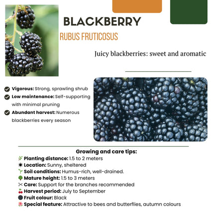 Bio Brombeere Rubus fruticosus – Biologische Brombeersträucher – Ø13cm – ↕20cm – 6 Pflanzen – Frostbeständig & Vieltragend