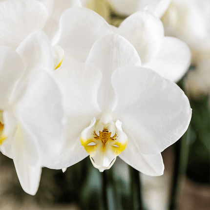 Pflanzenset Cotton Braun – Weiße Phalaenopsis Orchidee Ghent & 2 Sukkulenten – Keramische Übertöpfe Ø6, Ø9 & Ø12cm – Elegantes Pflanzenset für Zuhause