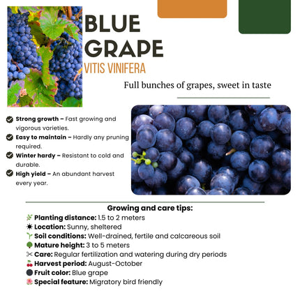 Bio Weintraube Vitis vinifera – Biologische Weinpflanzen – Ø13cm – ↕20cm – 3 Pflanzen – Frostbeständig & Vieltragend – Für Garten, Terrasse & Balkon