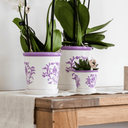 Orchidee Vienna Lila im Malaga Ziertopf Lila – Ø9cm – Zimmerpflanze mit 2-3 kräftigen Zweigen – Blühende Indoor – Orchidee
