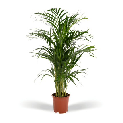 Areca – Palme – Dypsis lutescens – Ø17cm x ↕70cm – Goldpalme als tropische Zimmerpflanze – Luftreinigend, pflegeleicht & dekorativ