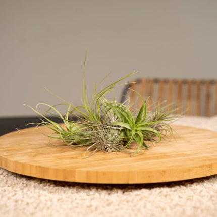 Tillandsia Air Mix – 20 Stück Luftpflanzen – Ø6cm – ca. 6cm hoch – Pflegeleichte Tillandsien – Mischung – Erdlos & dekorativ – Für kreative Wohnideen