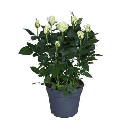Weiße Topfrose – Ø17cm ↕45cm – elegante Rose für Balkon, Terrasse & Garten – pflegeleicht & kompakt