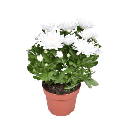 Chrysanthemum ‘Brave’ – Polster – Chrysantheme – Outdoorpflanze – Ø12cm – ↕26cm – Herbstblüher – Pflegeleicht & farbenfroh