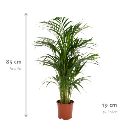 Areca – Palme – Dypsis lutescens – Ø17cm x ↕70cm – Goldpalme als tropische Zimmerpflanze – Luftreinigend, pflegeleicht & dekorativ