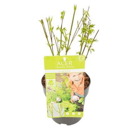 Japanischer Fächerahorn – Acer palmatum 'Going Green' – Ø15cm – ↕50cm – Eleganter Gartenbaum mit grünen Blättern & Herbstfärbung