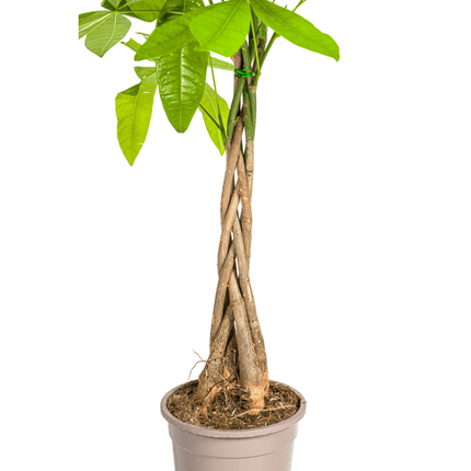 Glückskastanie Pachira Aquatica – Zimmerpflanze – Ø19cm – 70-90cm hoch – Geflochtener Stamm – Exotisch & pflegeleicht