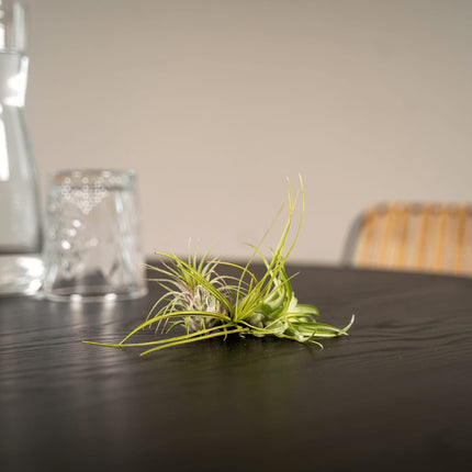 Tillandsia Air Mix – 5 Luftpflanzen – Ø6cm – Pflegeleichte Tillandsien – Mischung – Ohne Erde – Für helle Innenräume & kreative Deko