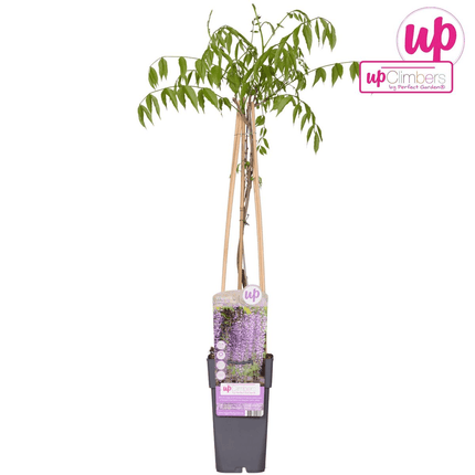 Blauregen – Wisteria floribunda 'Naga Noda' – Purpurner Regen – Ø15cm ↕65cm