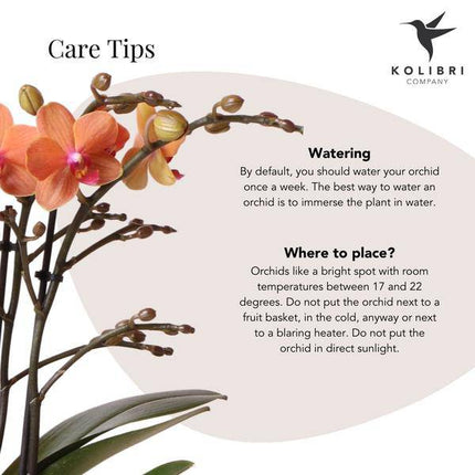 Orange Phalaenopsis Orchidee – Mineral Bolzano – Ø9cm Jaguar Topf – Blühende Zimmerpflanze mit 2–3 Zweigen – Exotische Orchidee als Deko & Geschenkidee für Wohnzimmer & Büro (Plant) kaufen bei Linkreich – Jetzt entdecken!