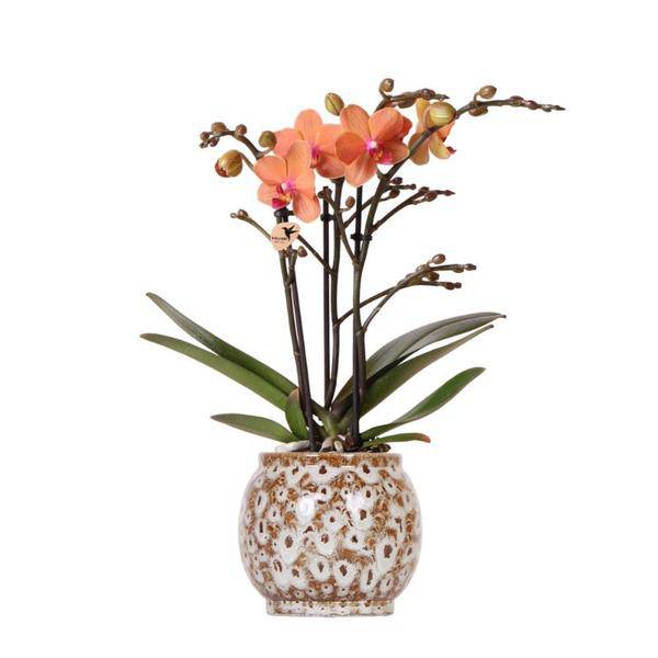 Orange Phalaenopsis Orchidee – Mineral Bolzano – Ø9cm Safari Keramiktopf – Blühende Zimmerpflanze mit 2–3 Zweigen – Elegante Deko für Zuhause & Büro (Plant) kaufen bei Linkreich – Jetzt entdecken!