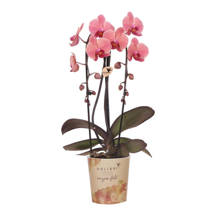 Orchidee Narbonne – Lachsrosa Phalaenopsis – Blühende Zimmerpflanze – Ø12cm – Frisch vom Züchter – Elegante Dekopflanze für Wohnzimmer & Büro (Plant) kaufen bei Linkreich – Jetzt entdecken!