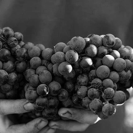 Budureasca Premium Feteasca Neagra 2020 – Rotwein trocken aus Rumänien