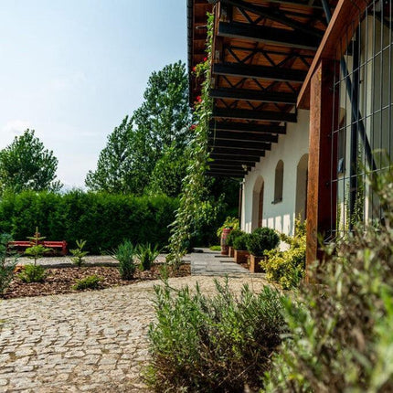 Valmus 2020 - Weißwein halbtrocken aus Polen - Winnica Plochockich