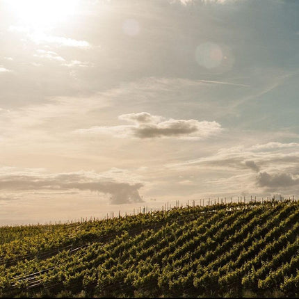 Johanniter "barrique" 2018 - Weißwein trocken aus Polen - Winnice Kojder