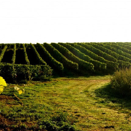 Perlé 2023 - Semi-Sparkling Weißwein halbtrocken aus Polen - Winnica Turnau