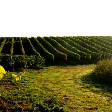 Seyval Blanc 2025 - Weißwein trocken - Winnica Turnau