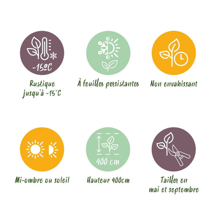 Ovalblättriger Liguster Ligustrum ovalifolium – Immergrüne Heckenpflanzen – 8 Pflanzen – 1 m – 9 cm Höhe 35–40 cm – Grün – Pflegeleicht (Plant) kaufen bei Linkreich – Jetzt entdecken!