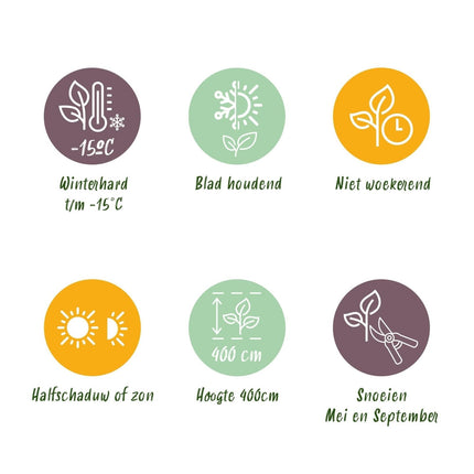 Ovalblättriger Liguster Ligustrum ovalifolium – Immergrüne Heckenpflanzen – 8 Pflanzen – 1 m – 9 cm Höhe 35–40 cm – Grün – Pflegeleicht (Plant) kaufen bei Linkreich – Jetzt entdecken!