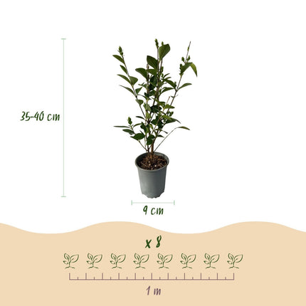 Ovalblättriger Liguster Ligustrum ovalifolium – Immergrüne Heckenpflanzen – 8 Pflanzen – 1 m – 9 cm Höhe 35–40 cm – Grün – Pflegeleicht (Plant) kaufen bei Linkreich – Jetzt entdecken!