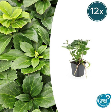 Pachysandra terminalis – 12 Pflanzen – Japanischer Ysander – Immergrüner Bodendecker – Schatten & Halbschatten – Pflegeleicht & Robust (Plant) kaufen bei Linkreich – Jetzt entdecken!