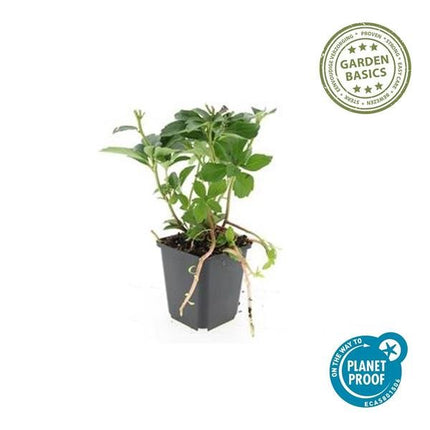 Pachysandra terminalis – 12 Pflanzen – Japanischer Ysander – Immergrüner Bodendecker – Schatten & Halbschatten – Pflegeleicht & Robust (Plant) kaufen bei Linkreich – Jetzt entdecken!